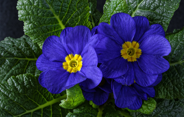 Красивые синие комнатные цветы примула