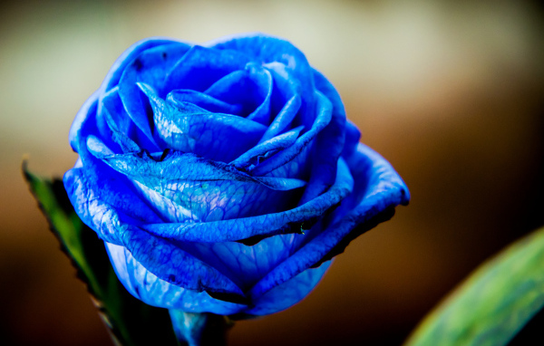 Красивая синяя роза крупным планом