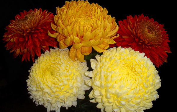 Красивый букет пышных хризантем 
