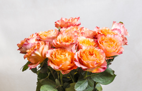 Красивый букет оранжевых роз на сером фоне