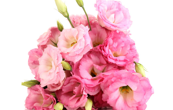 Красивый букет розовых цветов эустомы на белом фоне