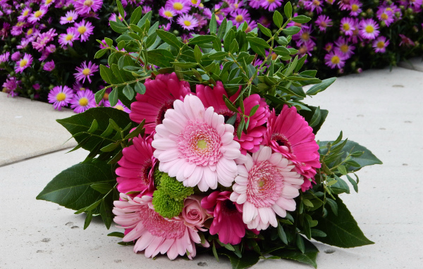 Красивый букет розовых гербер 