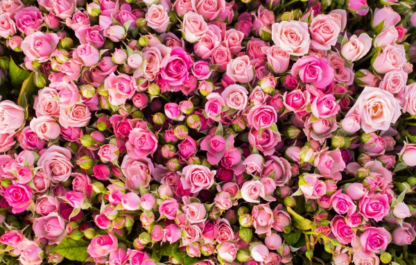 Красивые бутоны розовых роз 