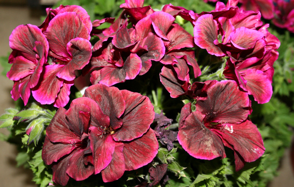 Красивые бордовые цветы герань крупным планом 