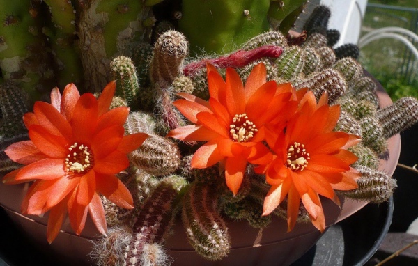 Красивый цветущий красными цветами кактус