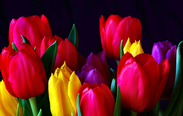 Красивые разноцветные тюльпаны 