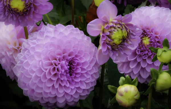 Красивые пышные сиреневые хризантемы 