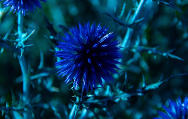 Красивые полевые синие цветы Мордовник шароголовый