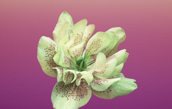 Красивый цветок крупным планом на розовом фоне