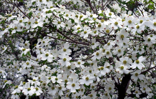 Красивое цветущее дерево кизила 