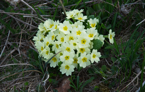 Красивые цветы примула на клумбе крупным планом