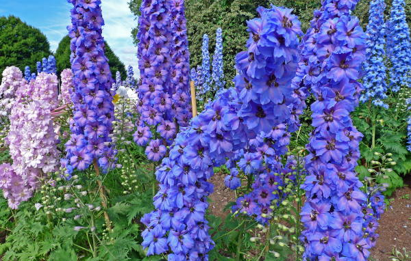 Красивые садовые цветы дельфиниум  