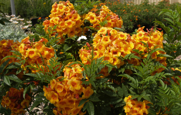 Красивые садовые цветы кампсис оранжевого цвета