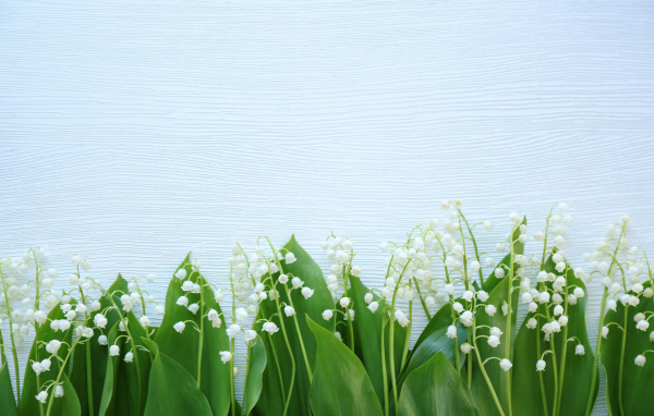 Красивые нежные ландыши с зелеными листьями