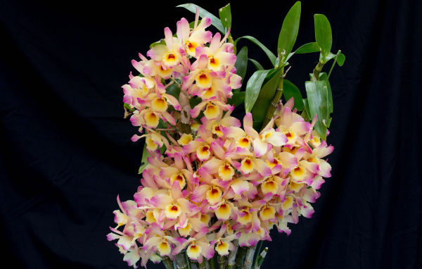 Красивые нежные орхидеи крупным планом на черном фоне