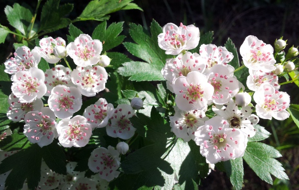 Красивые нежные белые цветы боярышника