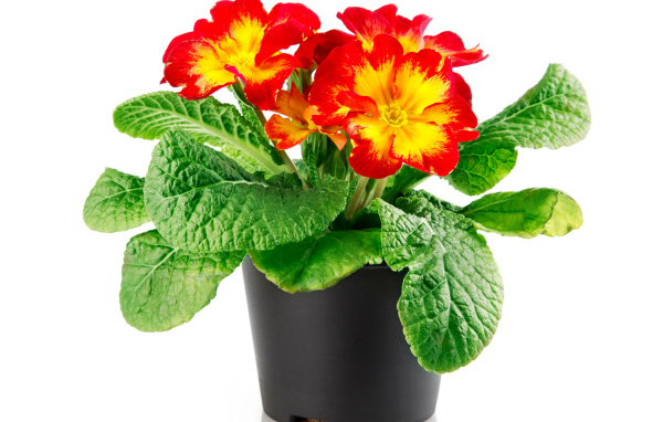 Красивый комнатный цветок примула на белом фоне