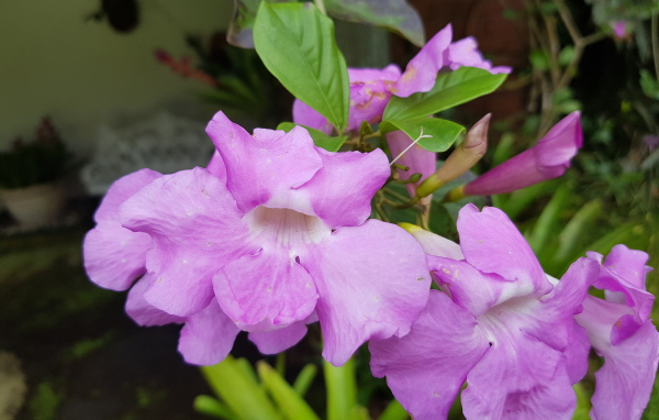 Красивый комнатный цветок с сиреневыми цветами