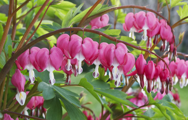 Красивые комнатные цветы Дицентра крупным планом