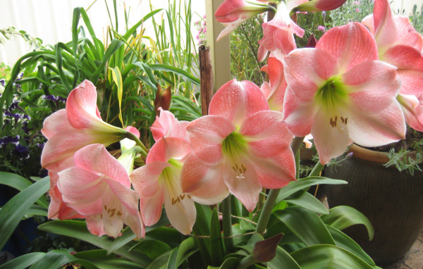 Красивые комнатные розовые Амариллис