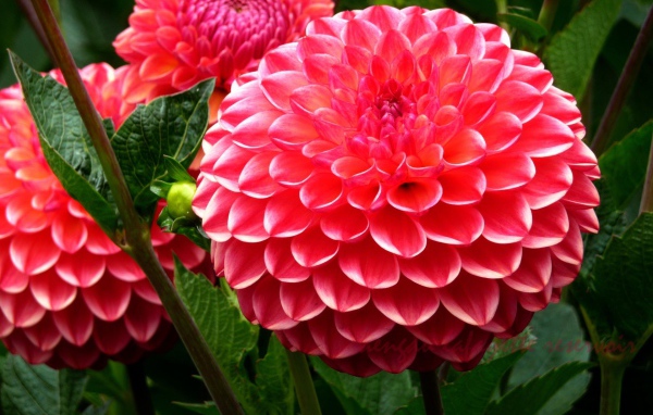 Красивая крупная розовая георгина 