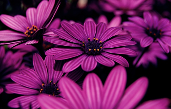 Красивые сиреневые цветы африканская ромашка 