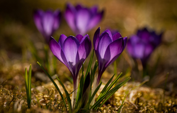 Красивые маленькие фиолетовые крокусы крупным планом