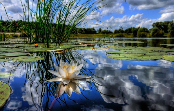 Красивый лотос на водной глади 