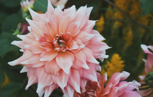 Красивый пышный георгин крупным планом 