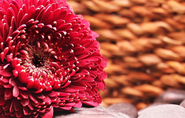 Красивая пышная красная гербера 