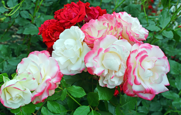 Красивые разноцветные садовые розы на клумбе 