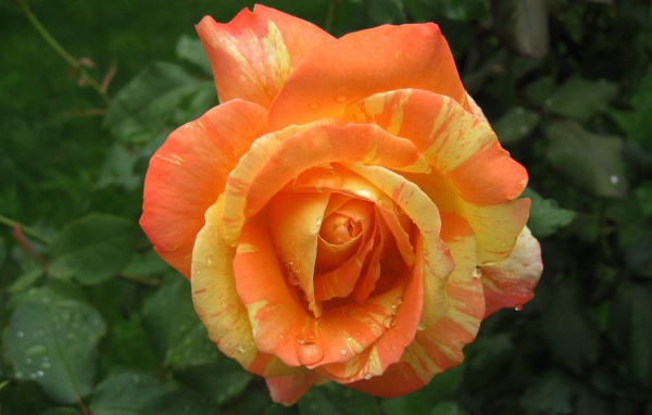 Красивая оранжево - желтая роза в каплях росы 