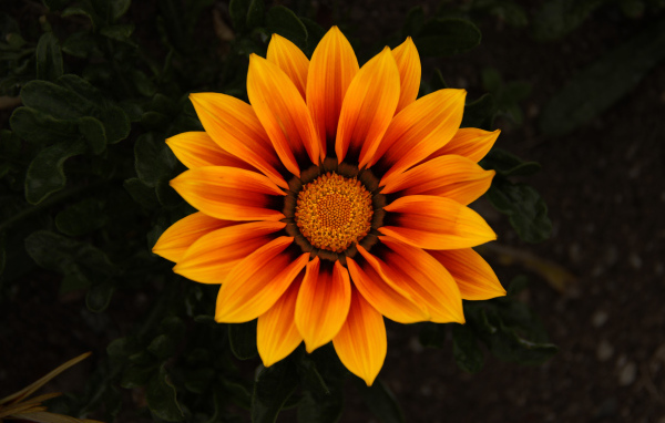 Красивый оранжевый цветок Газания 