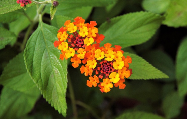 Красивый оранжевый цветок Лантана сводчатая