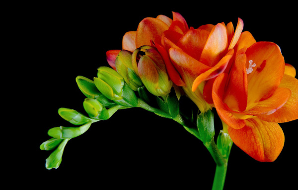 Красивые оранжевые цветы Фрезия 