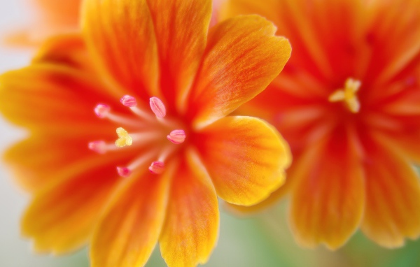 Красивые оранжевые цветы левизия 