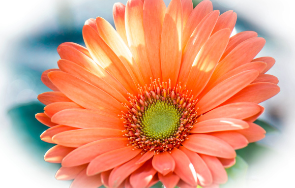 Красивый оранжевый цветок гербера крупным планом 