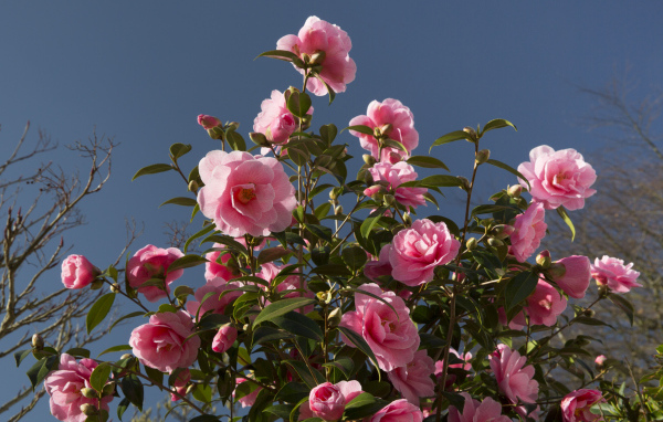 Красивый розовый куст цветов камелия 