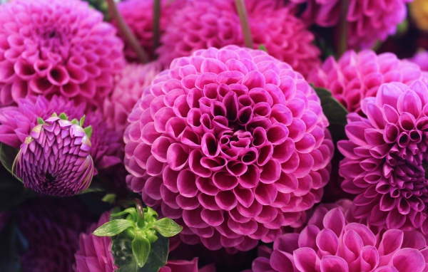 Красивый розовый цветок георгин 