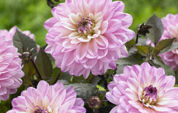 Красивые розовые георгины крупным планом