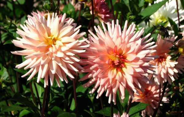 Красивые розовые георгины в лучах солнца на клумбе