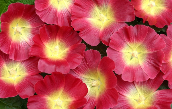 Красивые розовые цветы мальва 