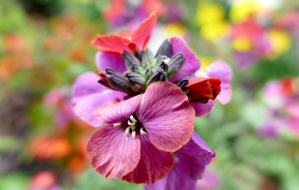 Красивый розовый садовый цветок крупным планом