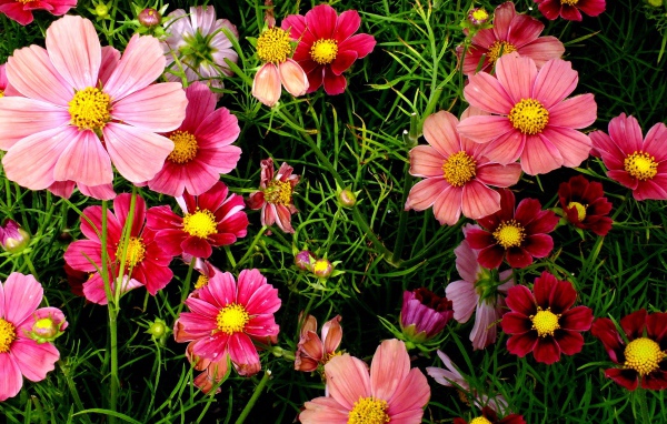 Красивые розовые садовые цветы космея 