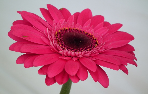 Красивый розовый цветок гербера крупным планом 