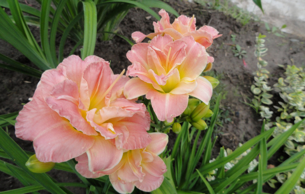 Красивые розовые лилии на клумбе