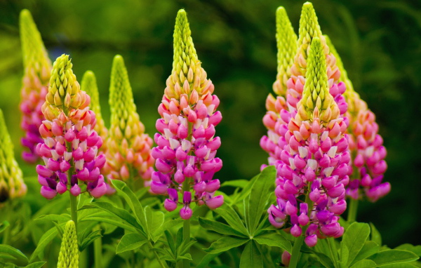 Красивые розовые люпины на клумбе 