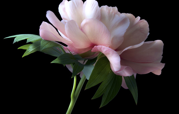 Красивый розовый пион крупным планом на черном фоне