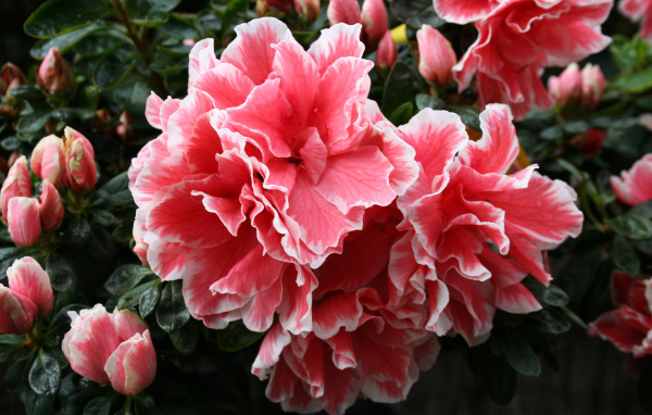 Красивый розовый цветок рододендрон 