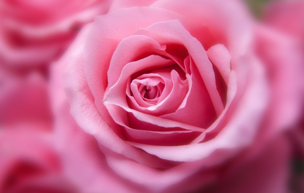 Бутон красивой розовой розы 